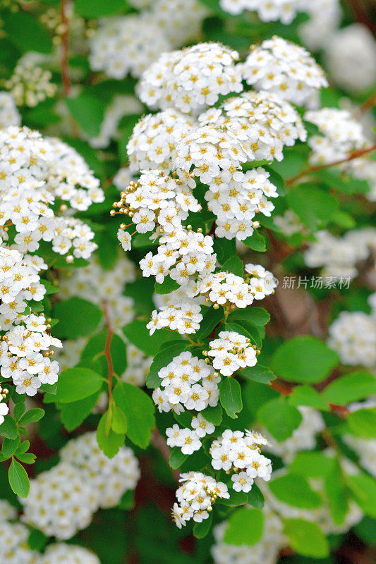 广州绣线菊/五月灌木/新娘花环绣线菊/里夫的绣线菊